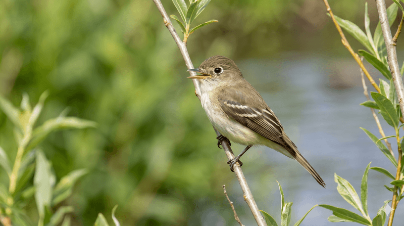 Willow Flycatcher